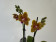 Phalaenopsis Sogo Lawrence 'Peloric' (2 Rispen)