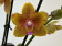 Phalaenopsis Sogo Lawrence 'Peloric' (2 Rispen)
