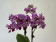 Phalaenopsis Blueberry Ice Cream 'Peloric' (2 Rispen)