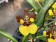 Oncidium Rainer