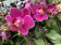 Phalaenopsis Merida (2 Rispen)