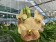 Vanda Two Tone Yellow