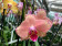 Phalaenopsis Pirate Picotee (2 Rispen)