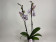 Phalaenopsis Purple Grace (2 Rispen)