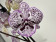Phalaenopsis Purple Grace (2 Rispen)