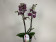 Phalaenopsis Sogo Mastermind (2 Rispen)