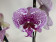 Phalaenopsis Leopard Prince 'Big Lip' (2 Rispen)