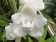 Peristeria elata
