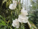 Peristeria elata