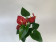 Anthurium Royal Champion (12 cm Topf)