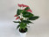 Anthurium Pink Champion (12 cm Topf)