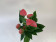 Anthurium Pink Champion (12 cm Topf)
