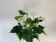 Anthurium White Champion (17 cm Topf)