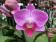Phalaenopsis Vienna (2 Rispen)