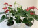 Anthurium Spar-Set 'TRICOLOR' (12 cm Topf)