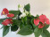 Anthurium Spar-Set 'TRICOLOR' (3 Pfl. im 12 cm Topf)
