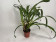 Maxillaria picta