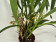 Maxillaria picta