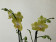 Phalaenopsis Arezzo (2 Rispen)