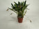 Masdevallia striatella (blühstark, nicht in Knospe / Blüte)