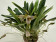 Masdevallia striatella (blühstark, nicht in Knospe / Blüte)