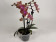 Phalaenopsis Dusty Belle (2 Rispen)