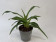 Phragmipedium kovachii (fast blühstark)