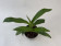 Phragmipedium kovachii (fast blühstark)