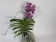 Vanda Deep Blush (in Blüte/Knospe)