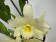 Dendrobium Sunny Dream (2 Rispen)