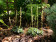 Goodyera repens (abgeblüht / pflanzbereit)