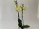 Phalaenopsis Arezzo 'Kizz' (2 Rispen)
