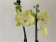 Phalaenopsis Arezzo 'Kizz' (2 Rispen)