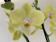 Phalaenopsis Arezzo 'Kizz' (2 Rispen)