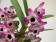 Dendrobium Sunny Eyes (2 Rispen)