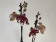 Phalaenopsis Chocolate 'Kizz' (2 Rispen)