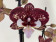 Phalaenopsis Chocolate 'Kizz' (2 Rispen)