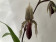 Paphiopedilum curtisii x rothschildianum