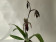 Paphiopedilum curtisii x rothschildianum