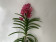 Vanda Wine Red (in Knospe/Blüte)