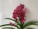 Vanda Wine Red (in Knospe/Blüte)