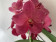 Vanda Wine Red (in Knospe/Blüte)