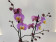 Phalaenopsis Honey Comb (2 Rispen)
