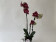 Phalaenopsis Ola 'Peloric' (2 Rispen)