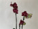 Phalaenopsis Ola 'Peloric' (2 Rispen)