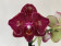 Phalaenopsis Ola 'Peloric' (2 Rispen)