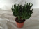 Crassula