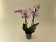 Phalaenopsis My Monroe 'Lipstick' (2 Rispen)