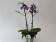 Phalaenopsis Blue Virgin (2 Rispen)