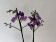 Phalaenopsis Blue Virgin (2 Rispen)